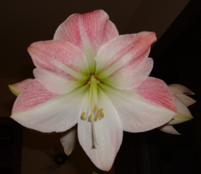 Amaryllis Bloom for Blog.jpg
