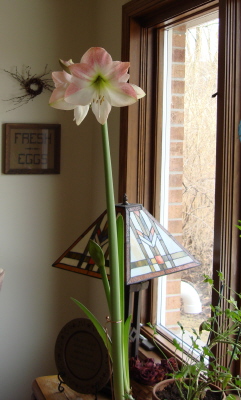 Amaryllis Long Shot for Blog.jpg