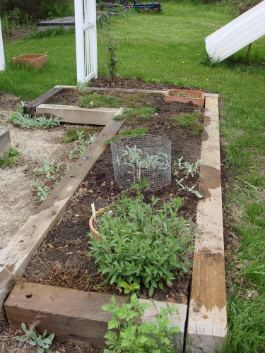 Blog%20NE%20Herb%20bed%202.JPG