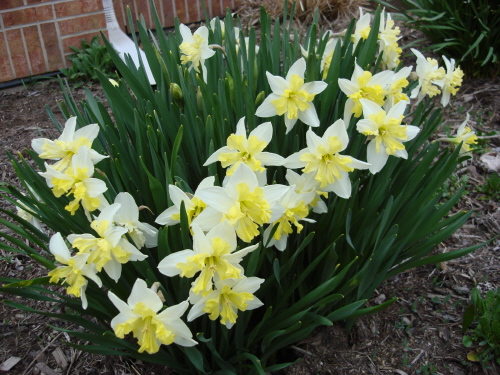 Daffodils 2 2009.jpg