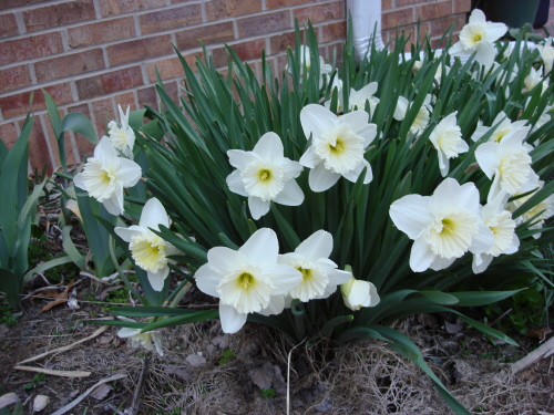 Daffodils 2009 Ice Follies.jpg