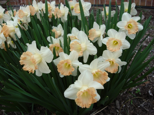 Daffodils 3 2009 Apricot.jpg
