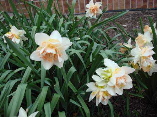 Daffodils 4 2009 Doubles.jpg