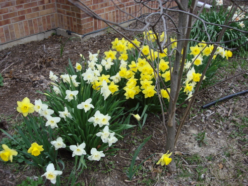 Daffodils 5 2009 Front of House.jpg