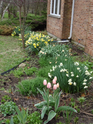 Front of house 2011 Daffodils 2.jpg