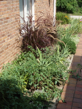 Gardening for Blog 4.JPG