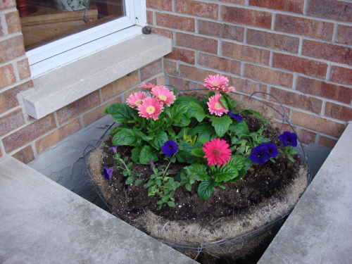 Gerberas for blog.JPG