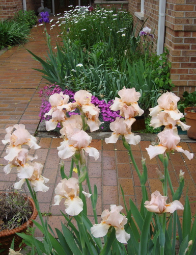 Iris 1 Blog 2009.jpg