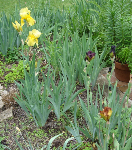 Iris 2 Blog 2009.jpg