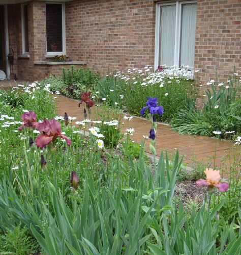 Iris 3 Blog 2009.jpg