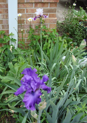 Iris 4 Blog 2009.jpg