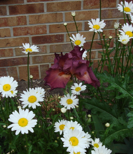 Iris 5 Blog 2009.jpg