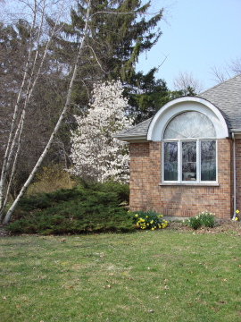 Magnolia for Blog.JPG