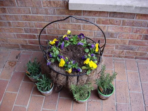 Pansies for Blog.JPG