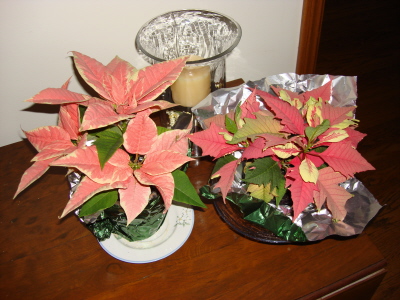 Poinsettias for Blog 2.JPG