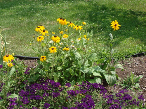 Rudbeckia 1 8-09.jpg