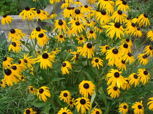 Rudbeckia G1 8-09.jpg
