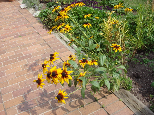 Rudbekia 2 8-09.jpg