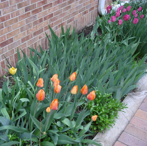 Tulips 1 2009.jpg