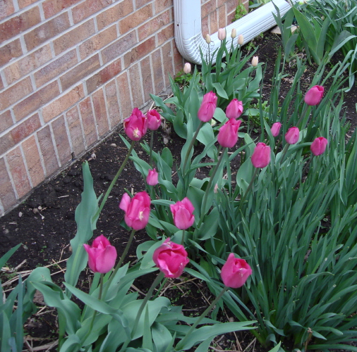 Tulips 2 2009.jpg