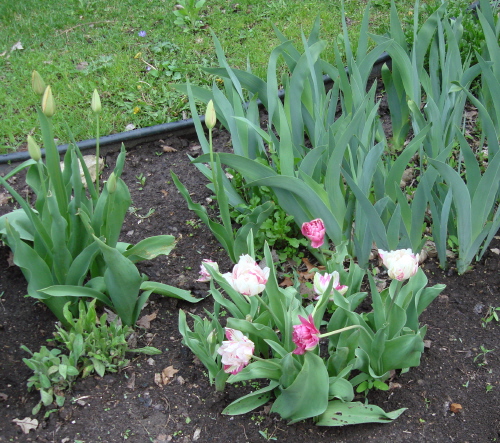 Tulips 3 2009.jpg