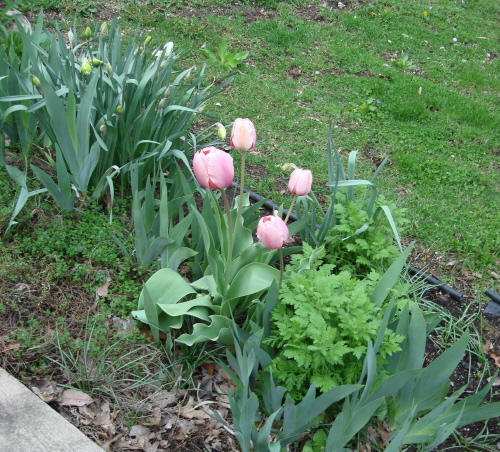 Tulips 4 2009.jpg