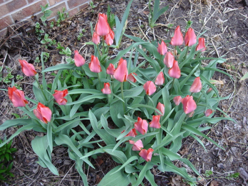 Tulips 5 2009 Darwin.jpg