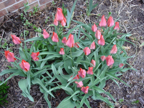 Tulips 5 2009 Darwin.jpg